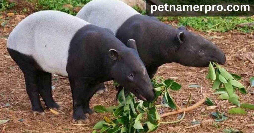 Cute Tapir Names