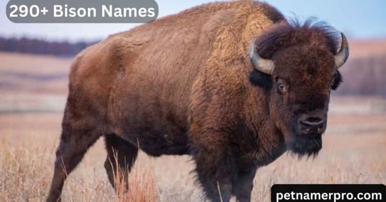 200+ Bison Names: Unique and Adorable for Your Wild Companion