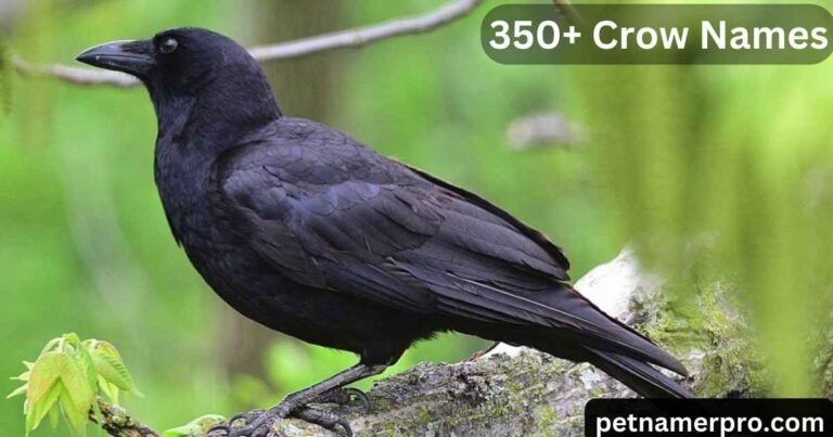 350+ Creative Crow Names: Funny, Famous, and Unique Choices