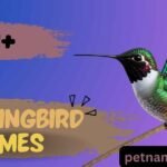 400+ Charming Hummingbird Names Ideas Meanings & Ai Generator