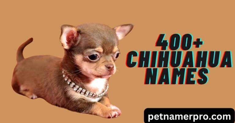 400+ Chihuahua Names Inspire You with Meanings & Ai Generator