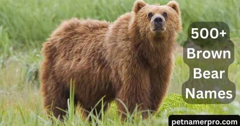 500+ Brown Bear Names: The Ultimate Guide