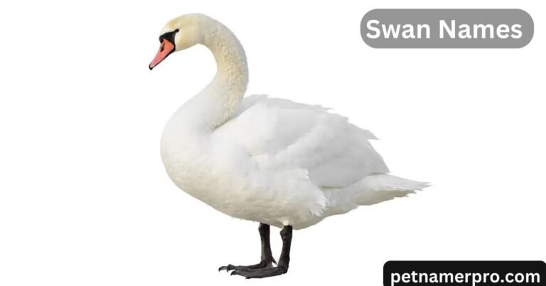 500+ Cute and Catchy Swan Names for Your Feathered Friend