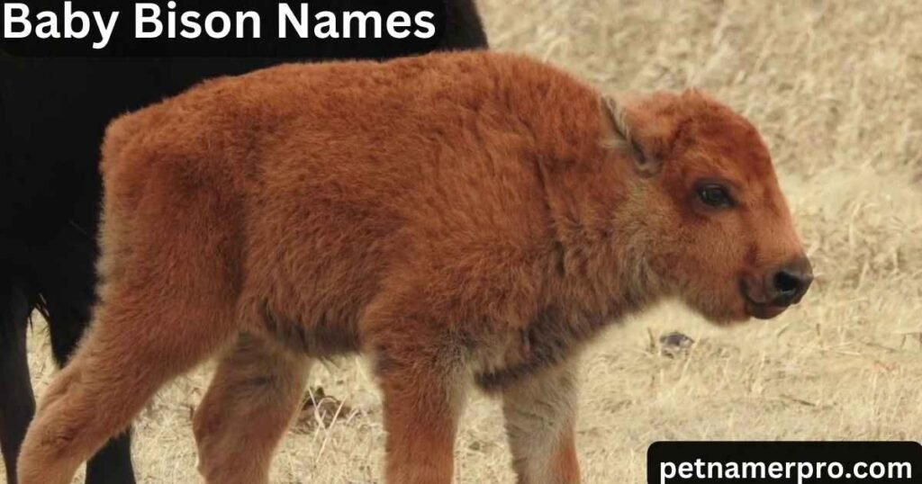 Baby Bison Names
