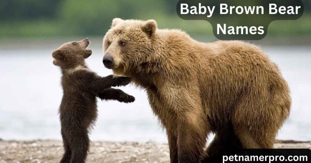Baby Brown Bear Names