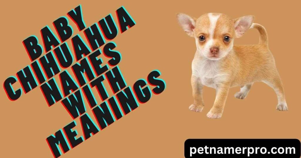 Baby Chihuahua Names with Meanings