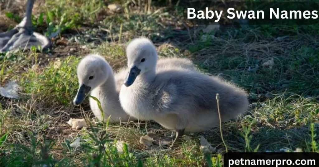 Baby Swan Names