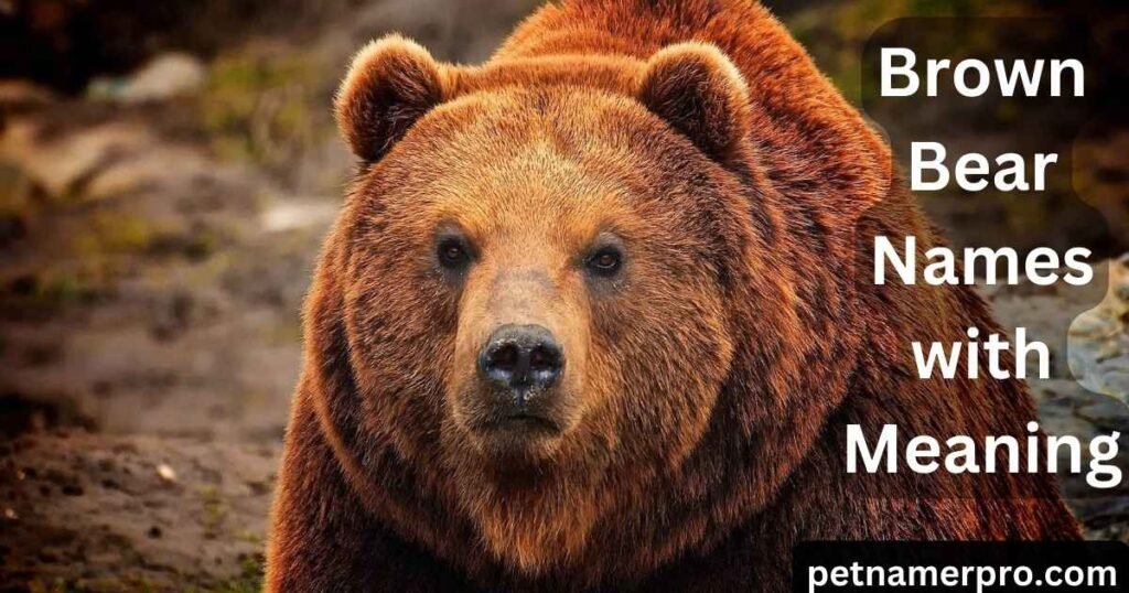 Brown Bear Names with Meaning