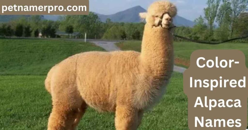 Color-Inspired Alpaca Names