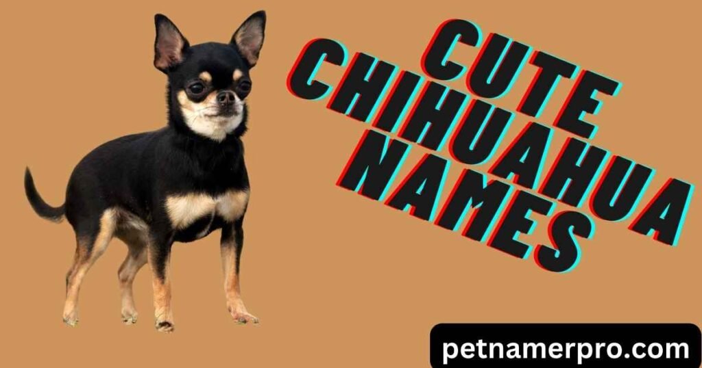 Cute Chihuahua Names