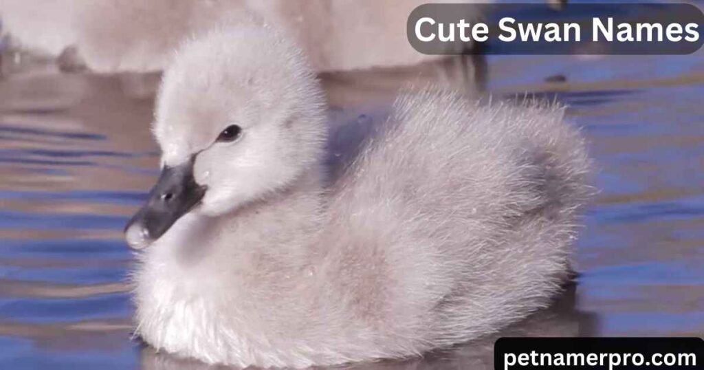 Cute Swan Names