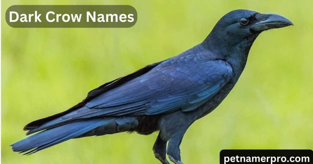 Dark Crow Names