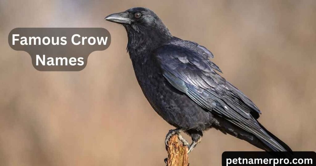 Famous Crow Names