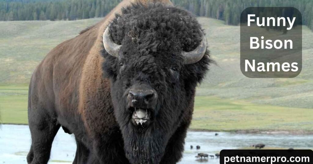 Funny Bison Names