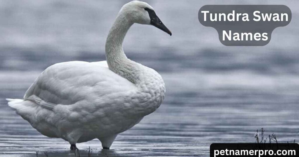 Tundra Swan Names