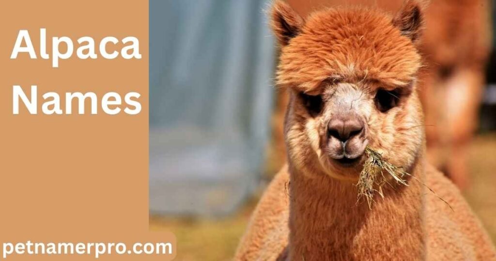 Unique Alpaca Names with Meanings
