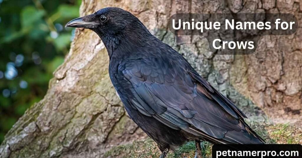 Unique Names for Crows