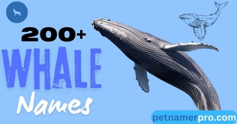 200+ Creative & Best Whale Names Ideas (Meanings & Generator)