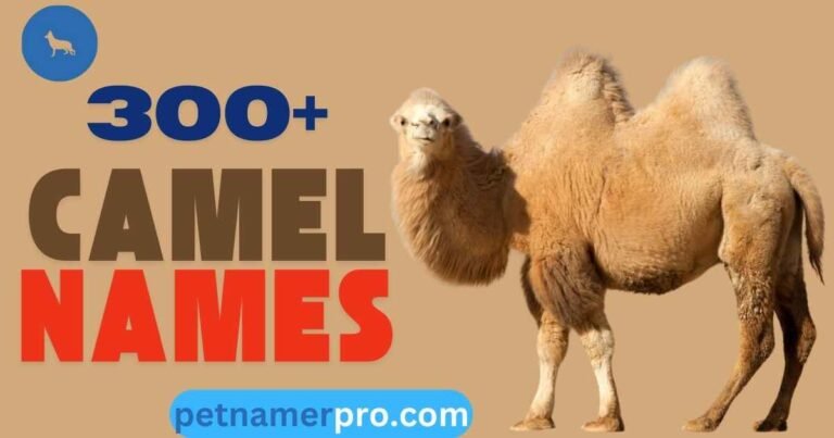 300+ Best Camel Names Ideas With Meanings & Ai Generator