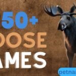 450+ Perfect Moose Names With Meanings & Generator