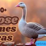 500+ Best Goose Names Ideas to Inspire and Delight