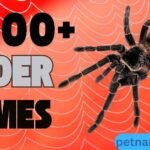 500+ Best Spider Names Ideas And Meanings & Generator