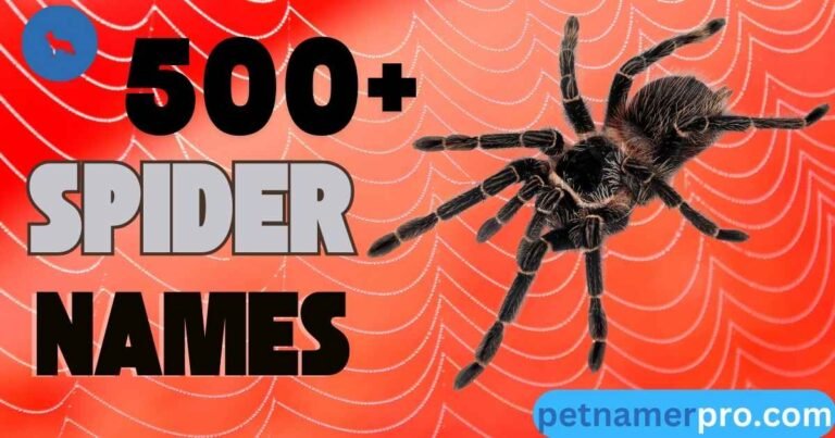 500+ Best Spider Names Ideas And Meanings & Generator