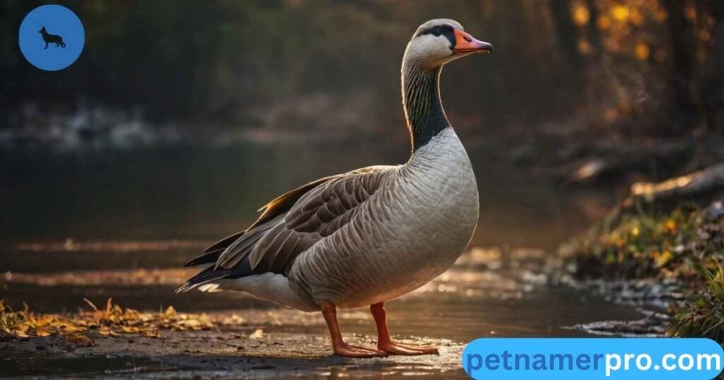 Cool Goose