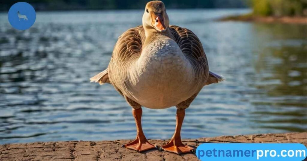 Cute Goose