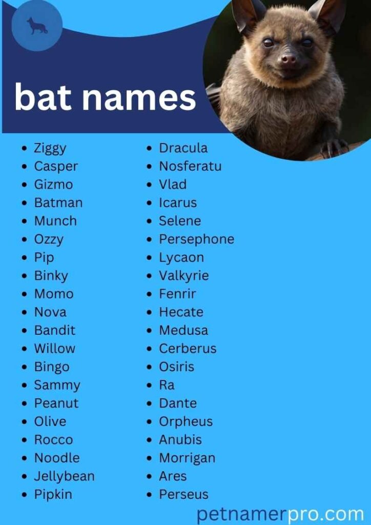 Names for a Pet Bat