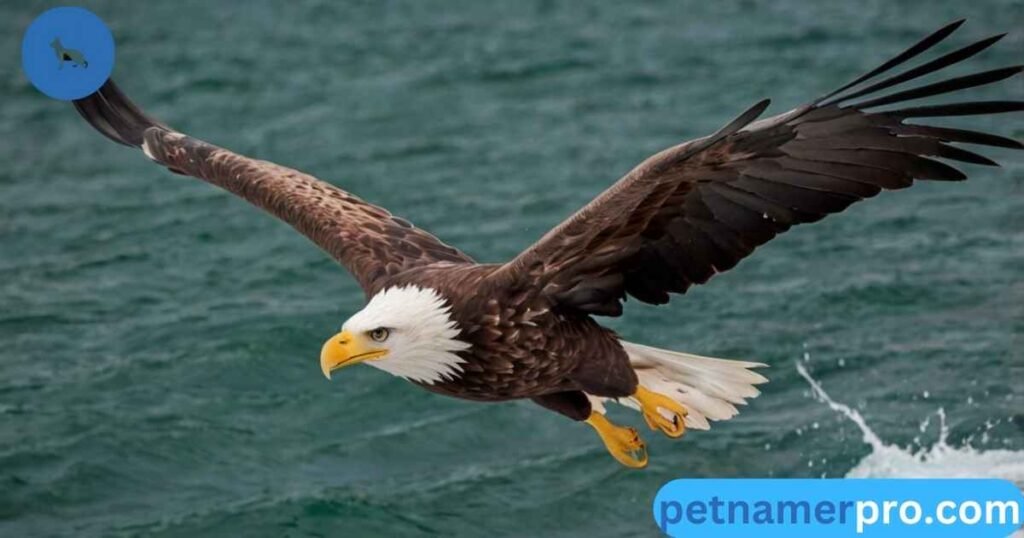 Sea Eagle