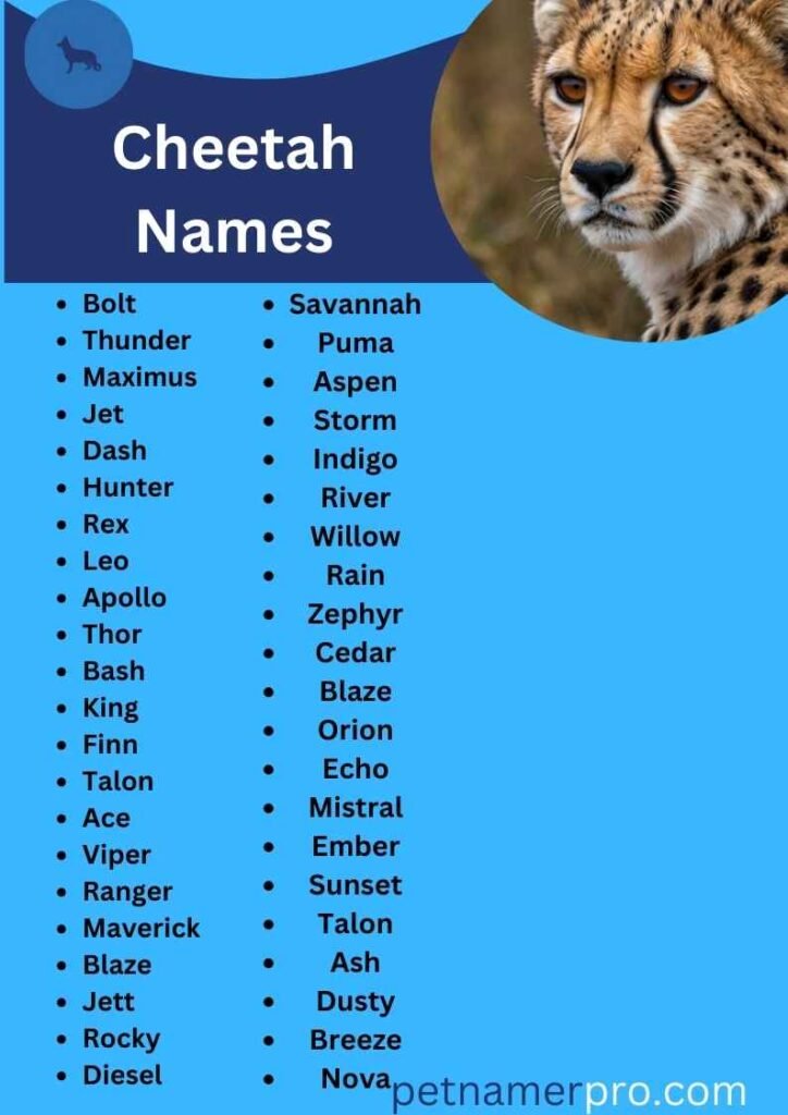 Top Male Cheetah Name