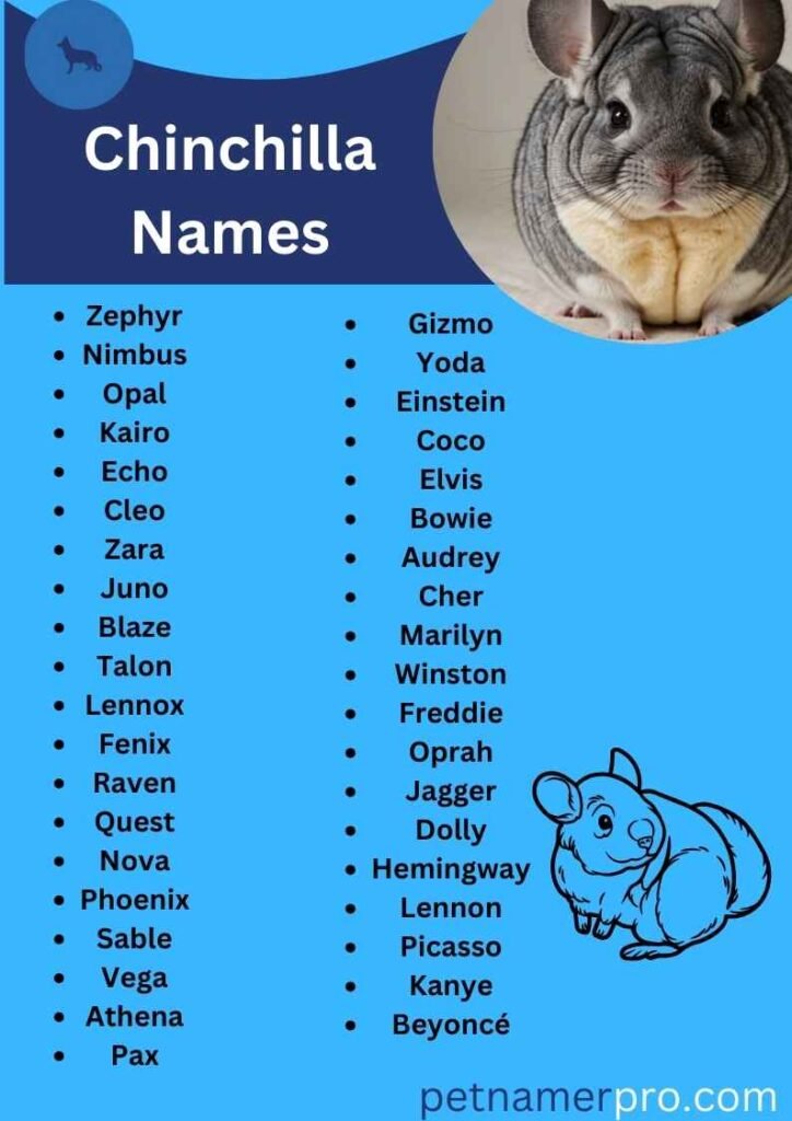 Unique Chinchilla Names for Your Pet