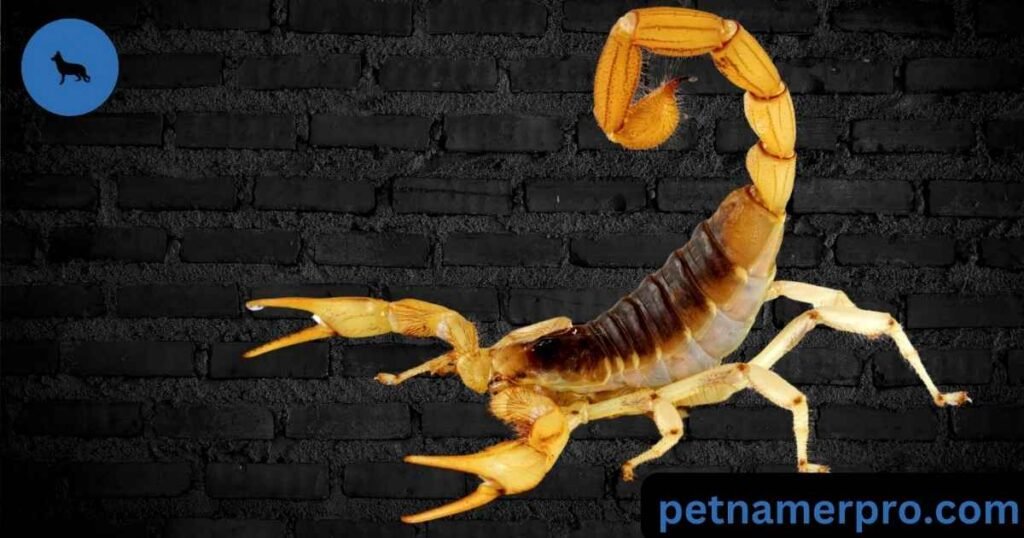 Unique Male Scorpion Name