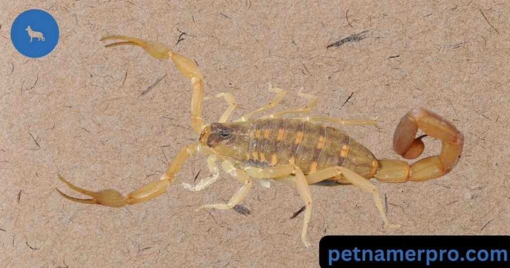 Unique Pet Scorpion Name