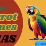 500+ Parrot Names for Your Feathered Friend Creative Ideas